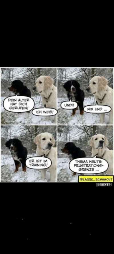 Hunde Memes-Beitrag-Bild