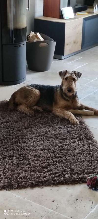 Airedale Terrier-Beitrag-Bild