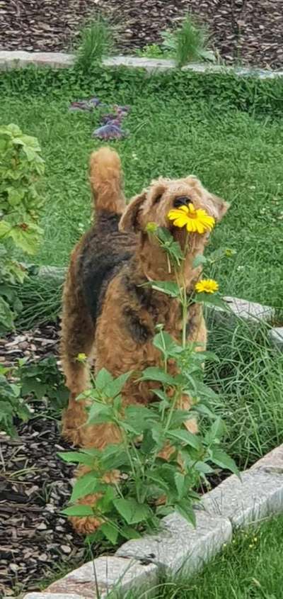 Fotochallange 63: "Dein blühendes Hündchen"-Beitrag-Bild