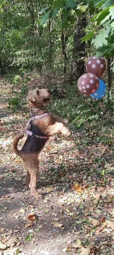 Fotochallenge Nr 96.: Bunt, Bunter, Hund 💐🌹🍁-Beitrag-Bild