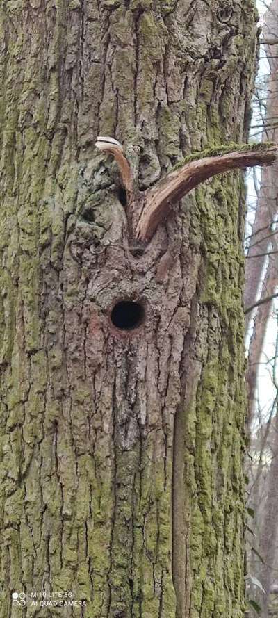 Bäume mit Gesicht-Beitrag-Bild