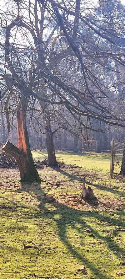 Bäume mit Gesicht-Beitrag-Bild