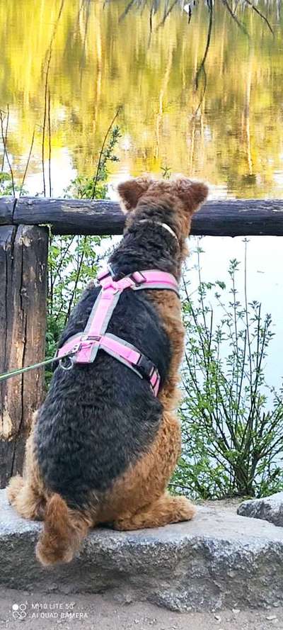 Dogorama-Monats-Challenge-Mai "Wasser"-Beitrag-Bild