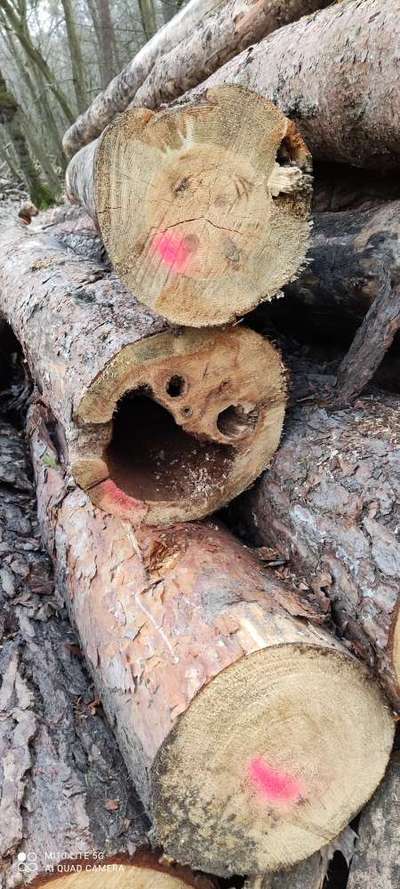 Bäume mit Gesicht-Beitrag-Bild