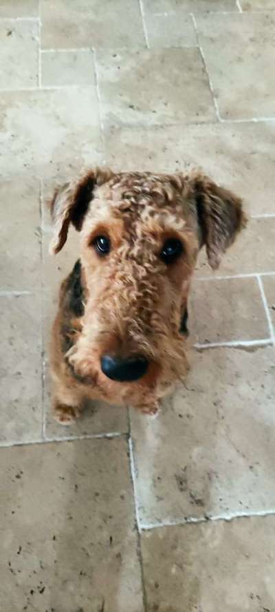 Dogorama Photo Challenge - Hundeblick zum hinschmelzen-Beitrag-Bild