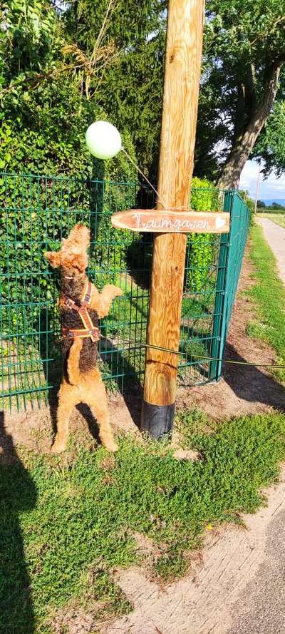 Die Dogorama Wochen Challenge-Beitrag-Bild