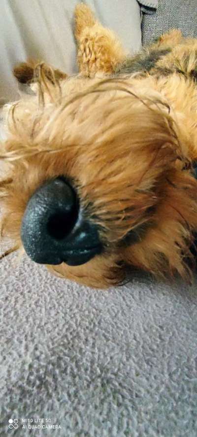 Zeigt her eure Hundenasen-Beitrag-Bild