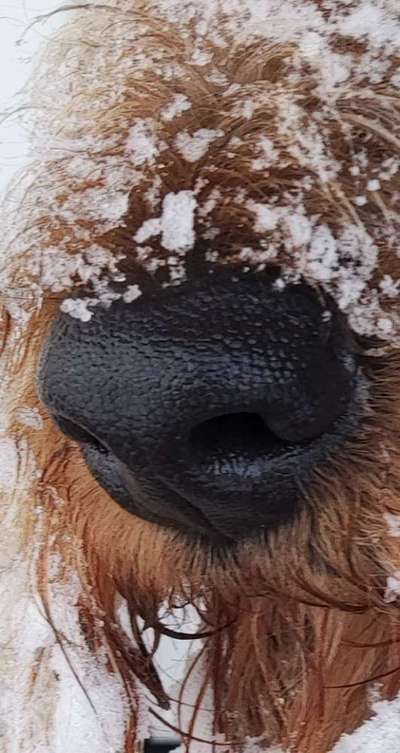 42. Handy Fotochallenge - Den richtigen Riecher haben-Beitrag-Bild