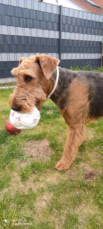 Zeig dein Hund mit seinem Lieblingsspielzeug-Beitrag-Bild