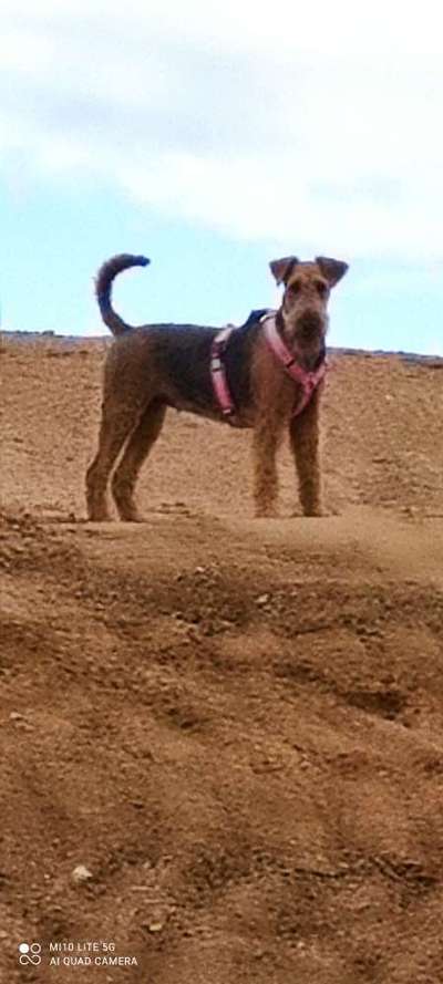 Airedale Terrier-Beitrag-Bild