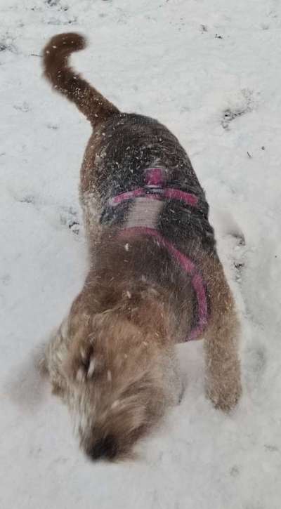 Verspielt-Beitrag-Bild