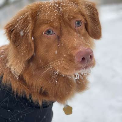 Hundetreffen-Duck Toller Treffen-Bild