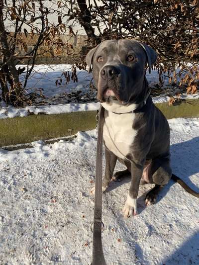 American Bully's-Beitrag-Bild