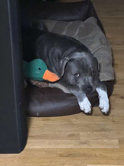 Hundetreffen-Sozialer Schnuffel Spaß-Bild