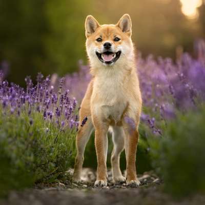 Titelbild Gruppe SHIBA INU Raum Stuttgart