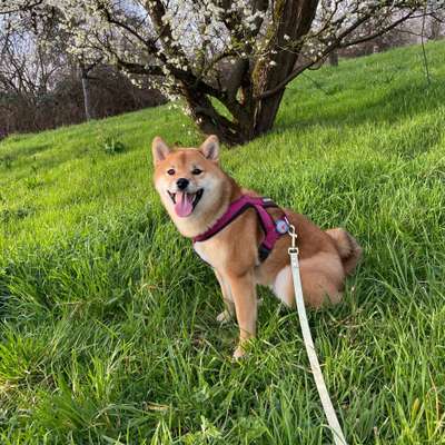 Hundetreffen-Gassirunde um neue Hunde und Besitzer kennenzulernen-Bild