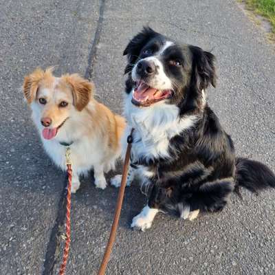 Hundetreffen-Social walk-Bild