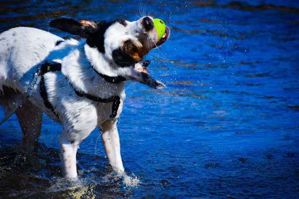 Dein Hund im Dogorama-Kalender 2021-Beitrag-Bild