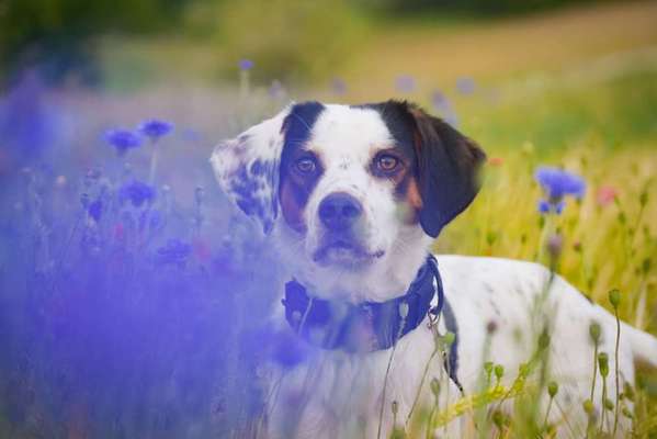 Dein Hund im Dogorama-Kalender 2021-Beitrag-Bild
