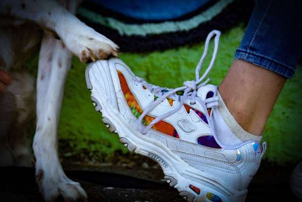 Dein Hund im Dogorama-Kalender 2021-Beitrag-Bild