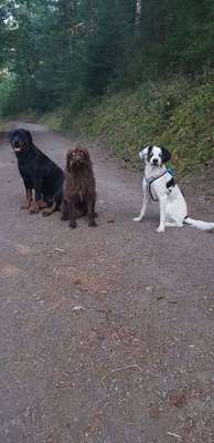 Bester Freund, Hundekumpel - zeigt her!-Beitrag-Bild