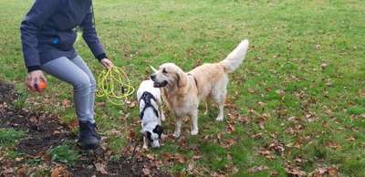 Bester Freund, Hundekumpel - zeigt her!-Beitrag-Bild
