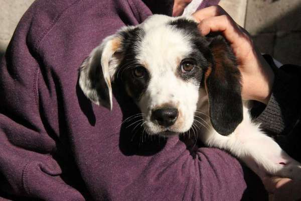 Welpen Bilder !-Beitrag-Bild