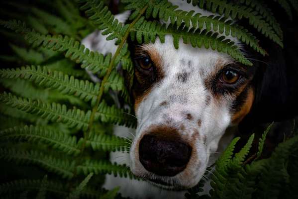 Dein Hund im Dogorama-Kalender 2021-Beitrag-Bild
