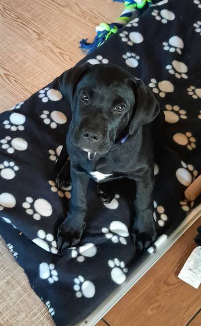 Welpen Bilder !-Beitrag-Bild