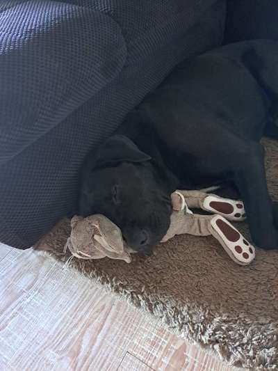 Euer Hund und sein Lieblingskuscheltier-Beitrag-Bild