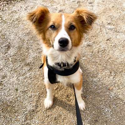 Hundetreffen-Social Walk-Profilbild