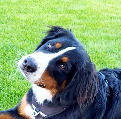 Hunde Porträt (Portrait) Galerie....-Beitrag-Bild