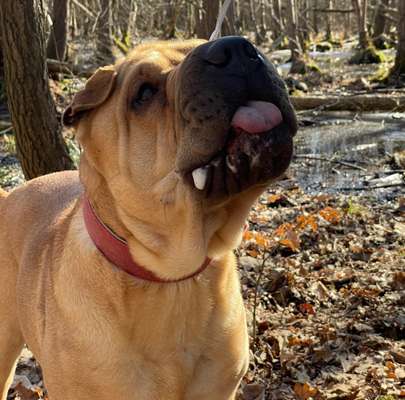 Rassen und ihre Eigenschaften-Beitrag-Bild