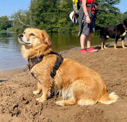 Mischlingshunde Foto Aufruf-Beitrag-Bild