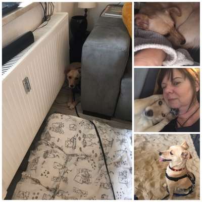 TierschutzhundeStammtisch🐕-Beitrag-Bild