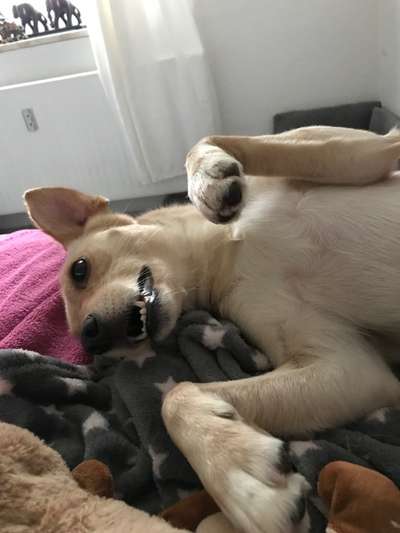 Dogorama Photo Challenge - Einmal lächeln bitte-Beitrag-Bild