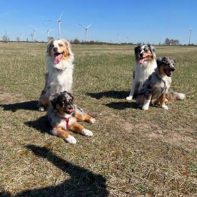 Hundetreffen-Hundetreffen in Brandenburg an der Havel-Bild