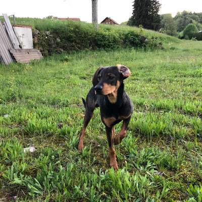 Hundetreffen-Welpen kennenlernen-Profilbild