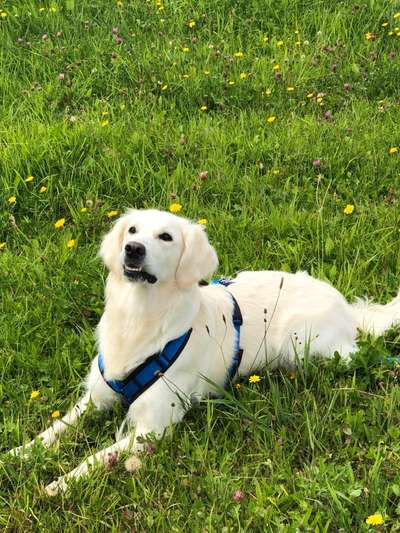 Wo sind die Golden Retriever Liebhaber?-Beitrag-Bild