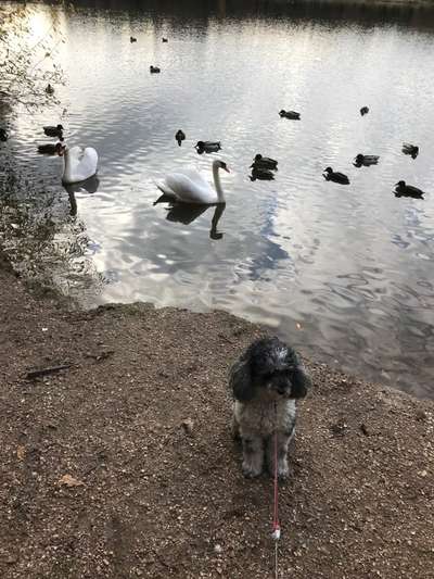 Die wunderschöne Welt mit Hund.-Beitrag-Bild