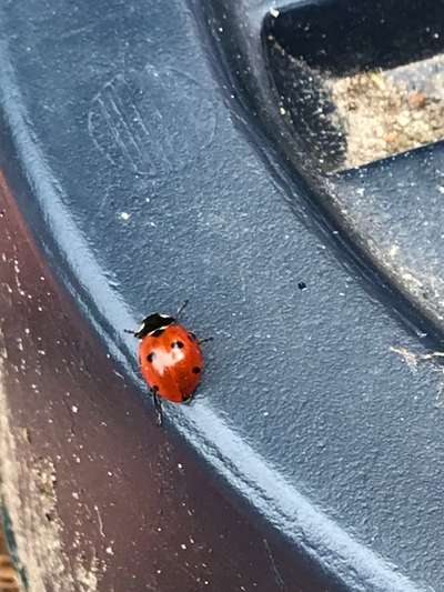 Die wunderschöne Welt mit Hund.-Beitrag-Bild