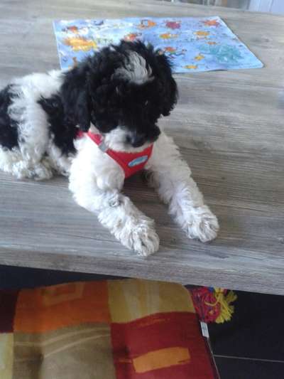 Welpen Bilder !-Beitrag-Bild