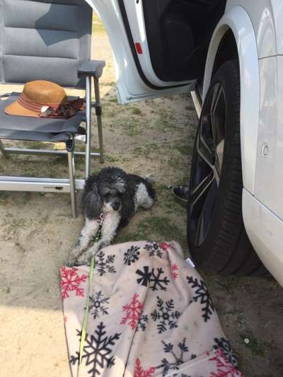 Dogorama Photo Challenge - Tierischer Urlaub-Beitrag-Bild