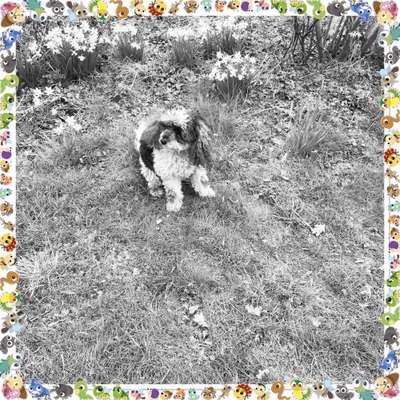 Foto-Challenge 76: Foto in Schwarz-Weiss-Beitrag-Bild