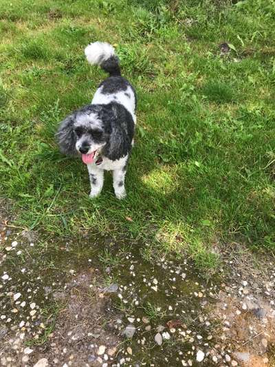 Hunderunde-Beitrag-Bild