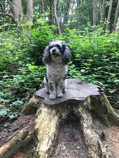 Wald Bild-Beitrag-Bild