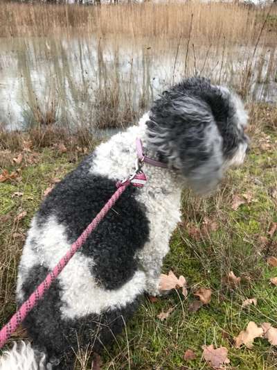 Dogorama Photo Challenge - an der Leine-Beitrag-Bild