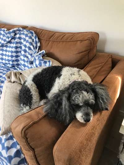 Alles rund um den Pudel-Beitrag-Bild