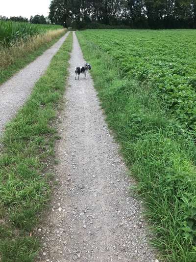 Die wunderschöne Welt mit Hund.-Beitrag-Bild