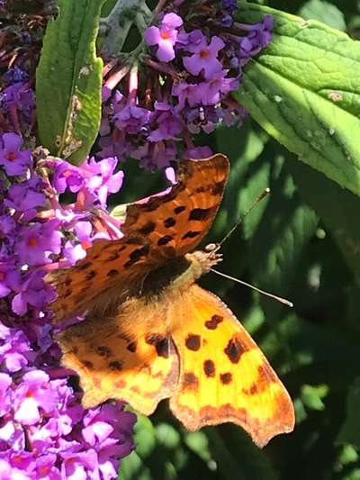 Die wunderschöne Welt mit Hund.-Beitrag-Bild